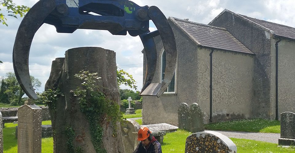 tree services galway tree services galway