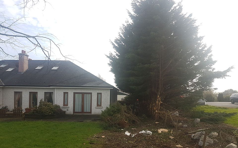 tree services in galway tree services in galway