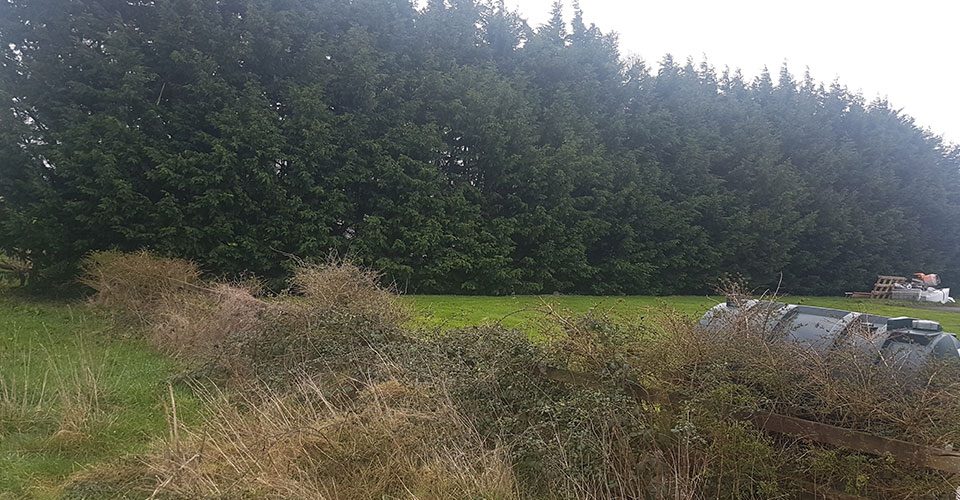 tree services galway roscommon tree services galway roscommon