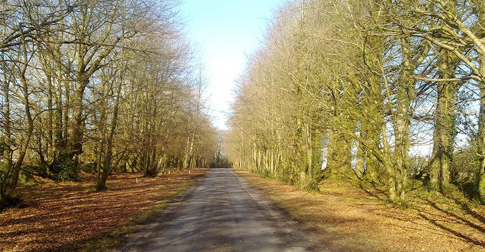 tree services county galway tree services county galway