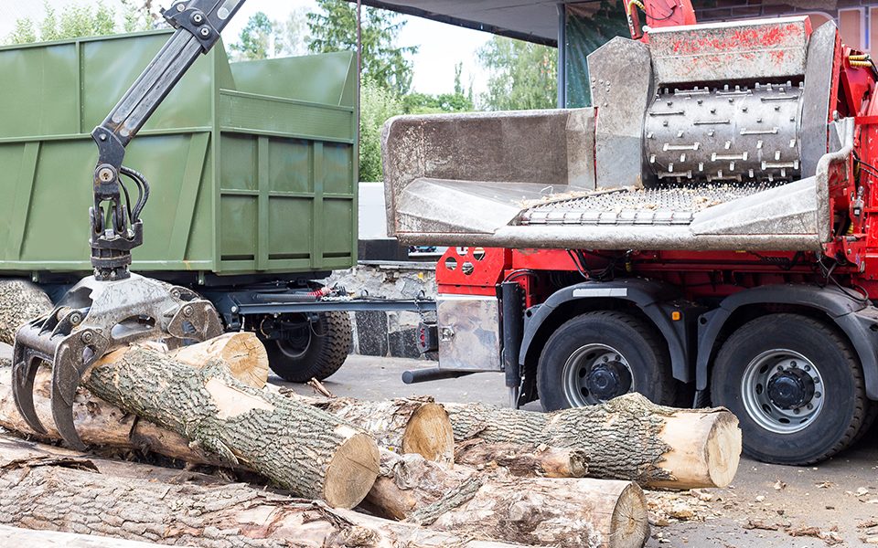 tree removal tree removal